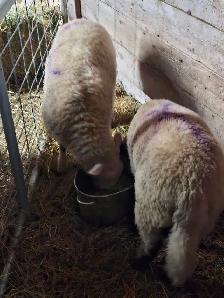 two ram lambs - Photo 2