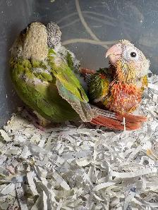❤️ Baby Conures / Cockatiels for sale HandFeeding ❤️