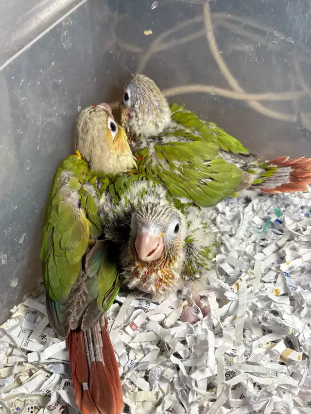 ❤️ Baby Conures / Cockatiels for sale HandFeeding ❤️ - Photo 4