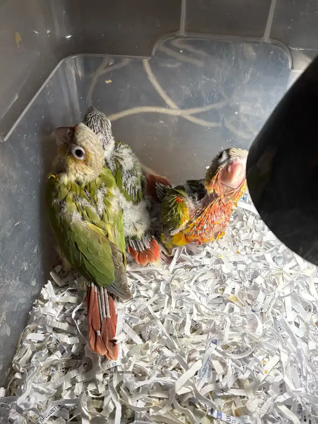 ❤️ Baby Conures / Cockatiels for sale HandFeeding ❤️ - Photo 9