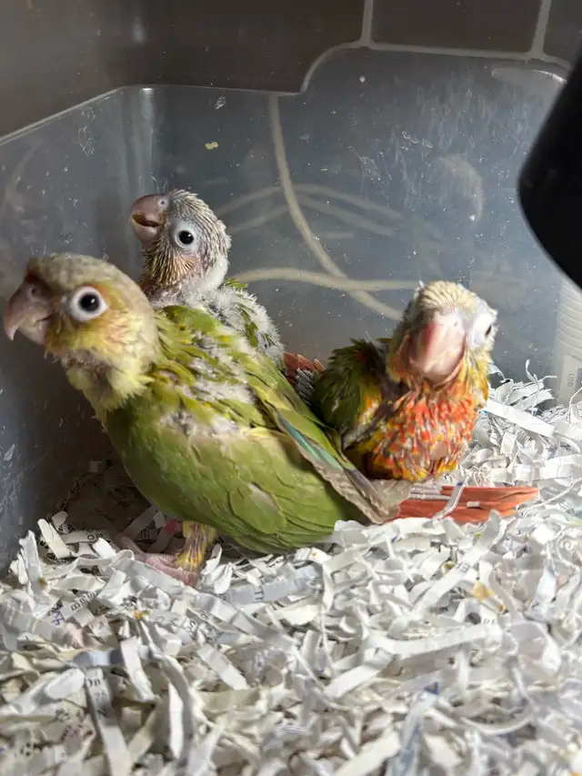 ❤️ Baby Conures / Cockatiels for sale HandFeeding ❤️ - Photo 10