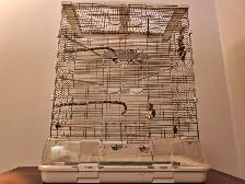 Cage a oiseau Vision