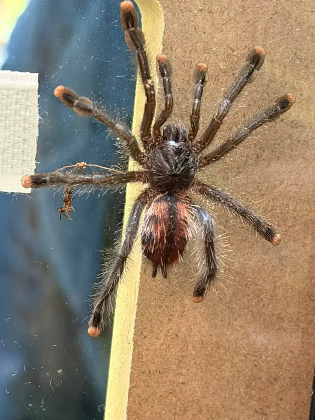 Araignée Tarantula Pink Toe