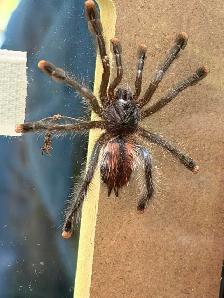 Araignée Tarantula Pink Toe