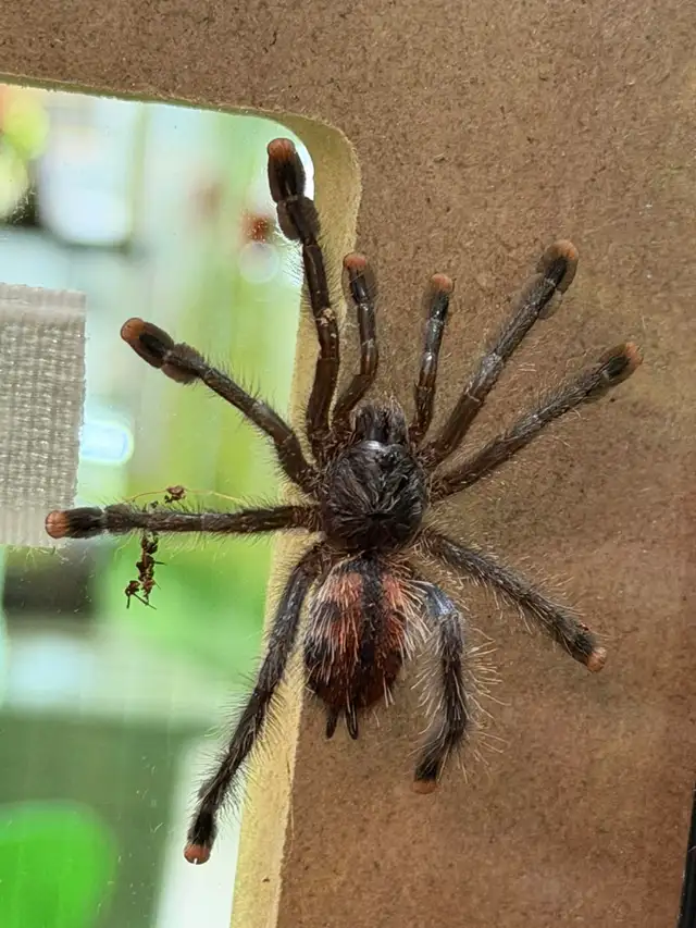 Araignée Tarantula Pink Toe - Photo 2