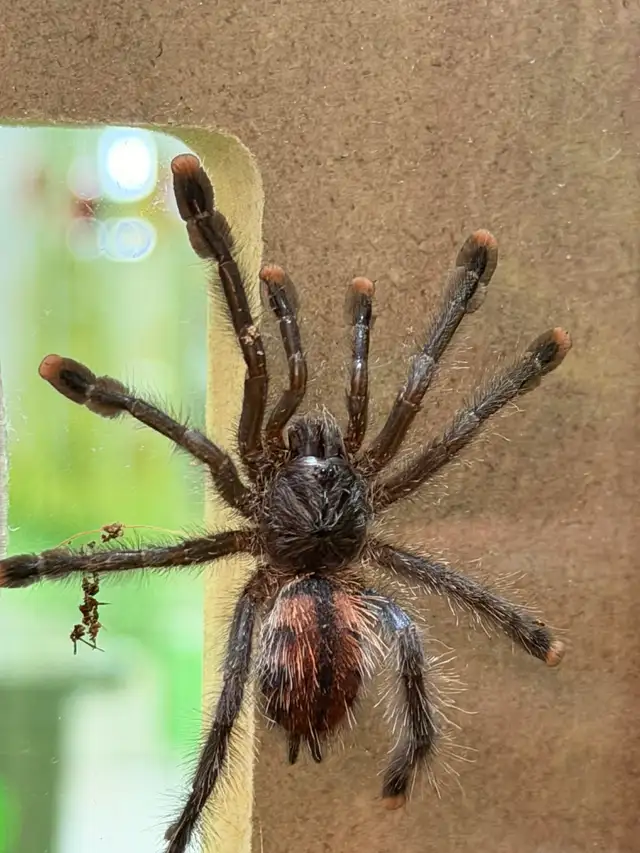 Araignée Tarantula Pink Toe - Photo 3