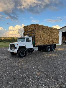 BARLEY STRAW - Photo 2