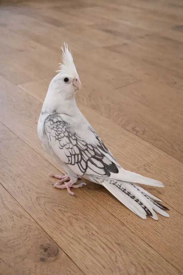 bébé cockatiel prêt a partir - Photo 3