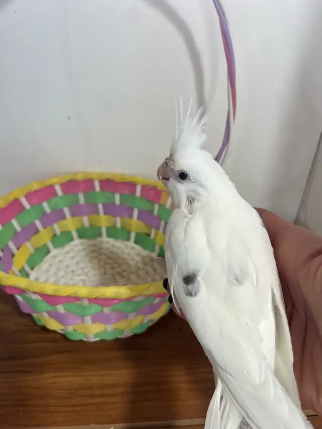 bébé cockatiel prêt a partir - Photo 4