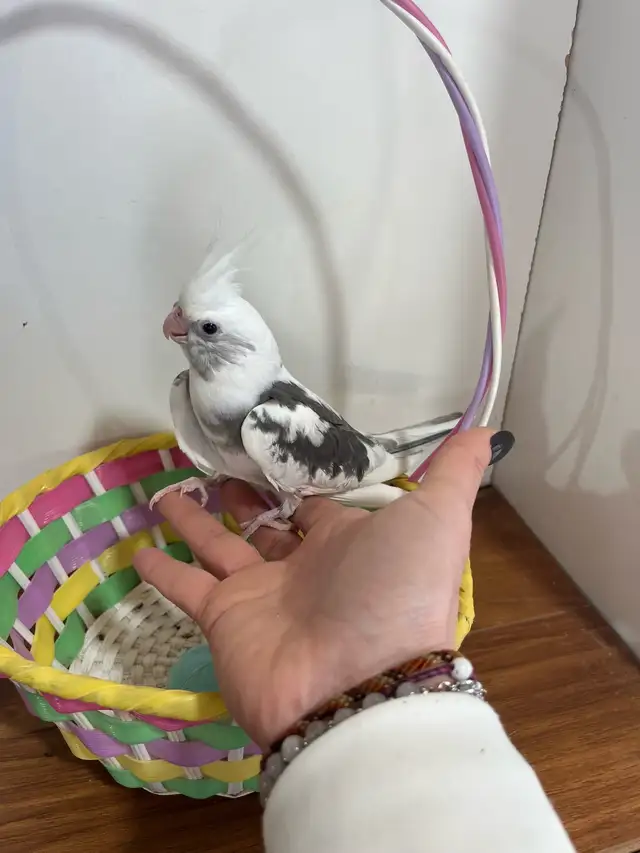 bébé cockatiel prêt a partir - Photo 5