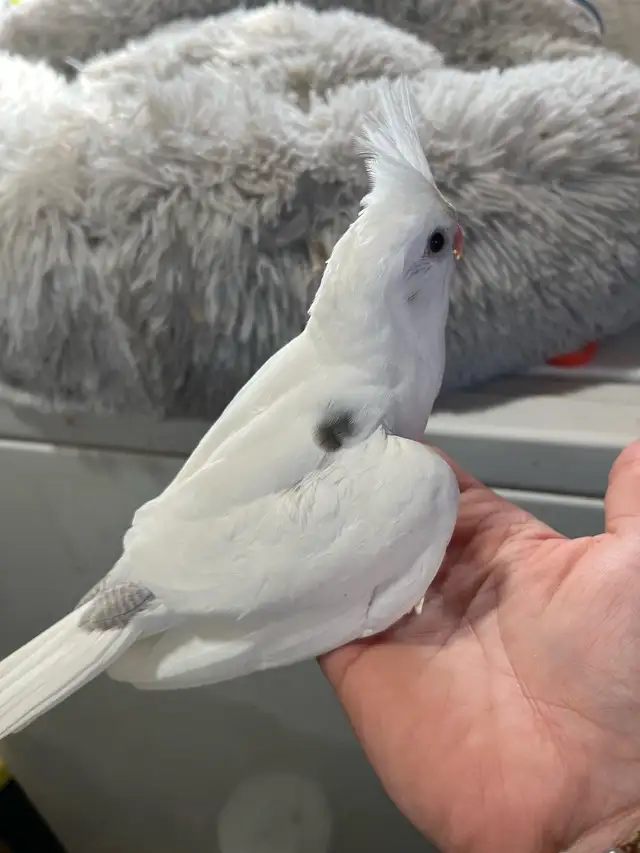 bébé cockatiel prêt a partir - Photo 6