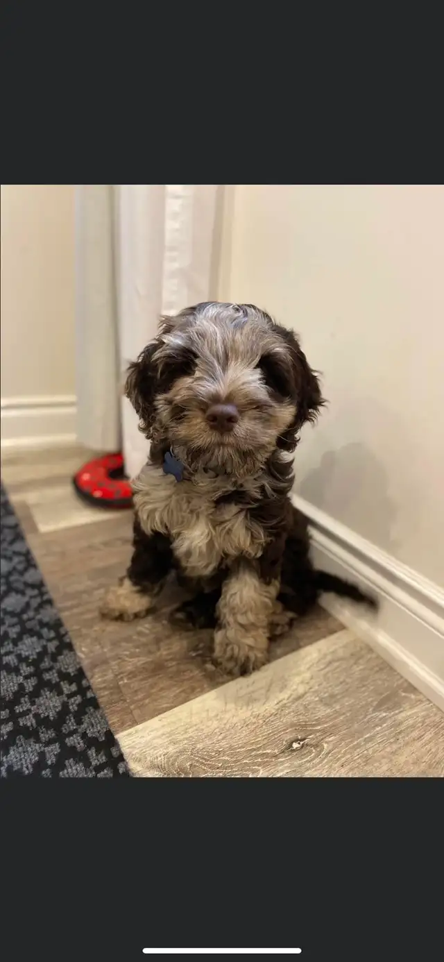 Pawsitive Petcare - Photo 2