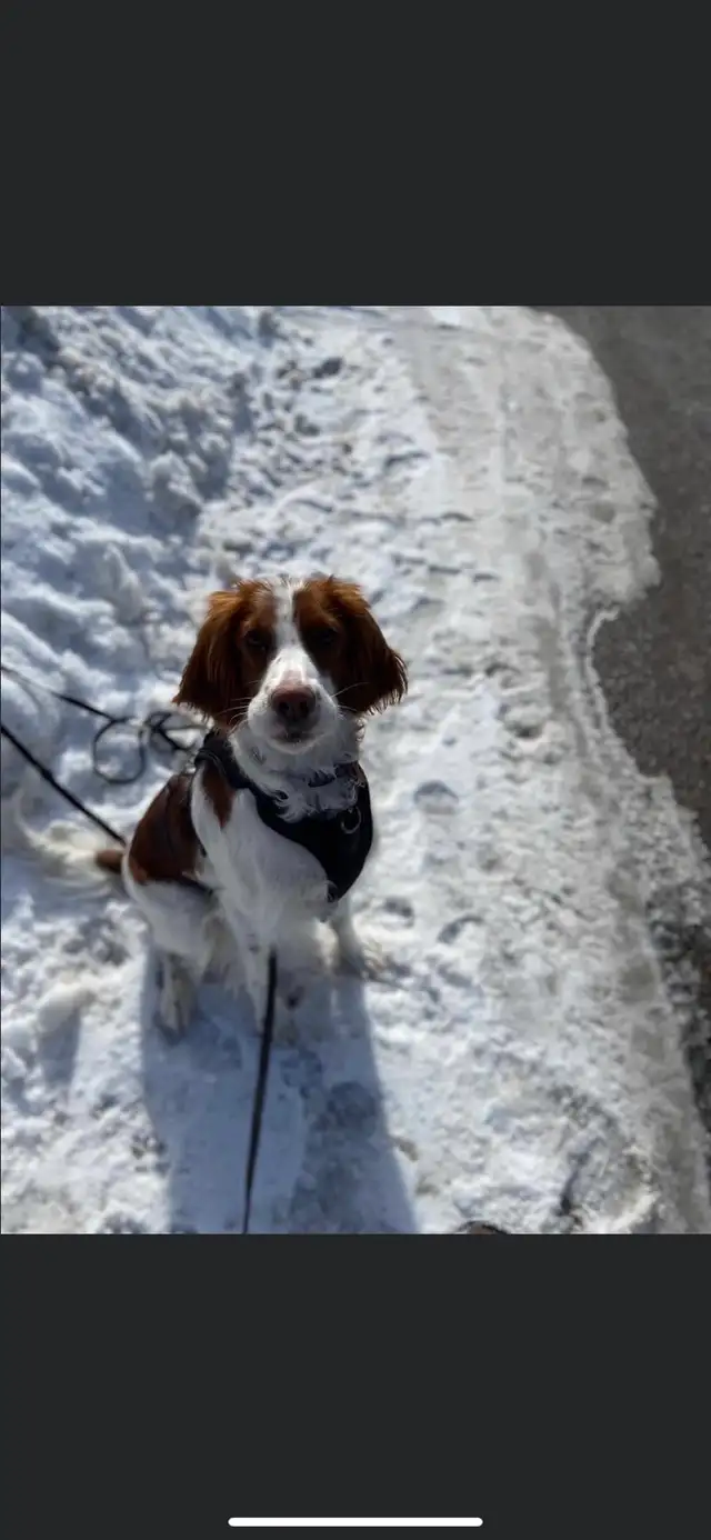 Pawsitive Petcare - Photo 3