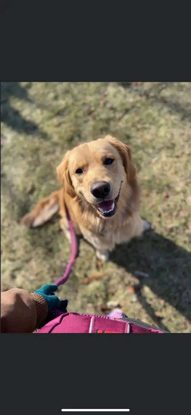 Pawsitive Petcare - Photo 4