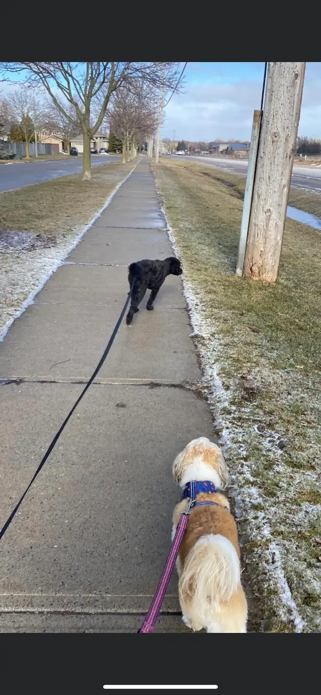 Pawsitive Petcare - Photo 5