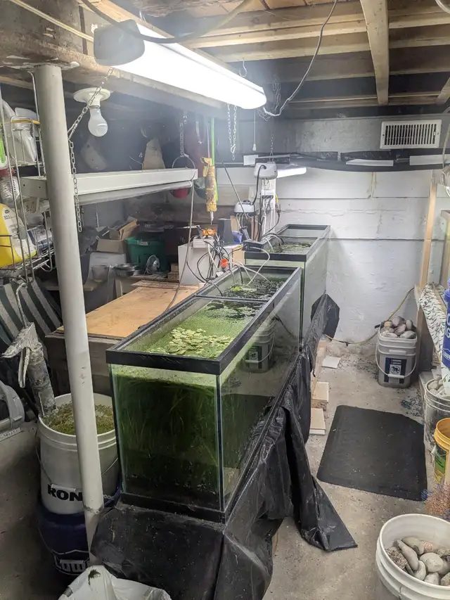 Aquariums  and All things needed for Sale