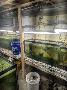 Aquariums  and All things needed for Sale - Photo 2