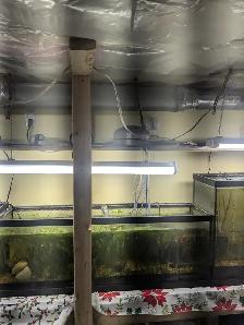 Aquariums  and All things needed for Sale - Photo 3