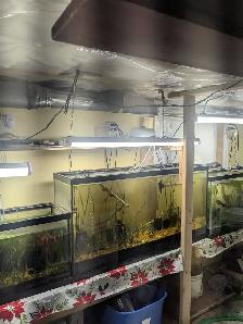 Aquariums  and All things needed for Sale - Photo 4