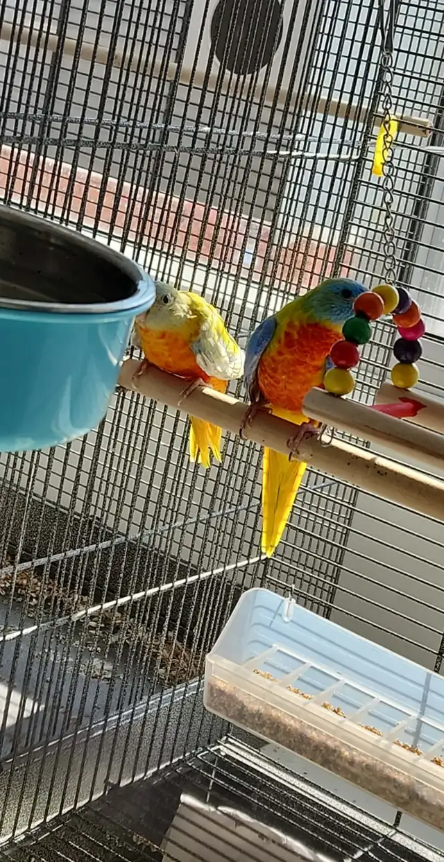 1 couple de perruches turquoisine et une femelle