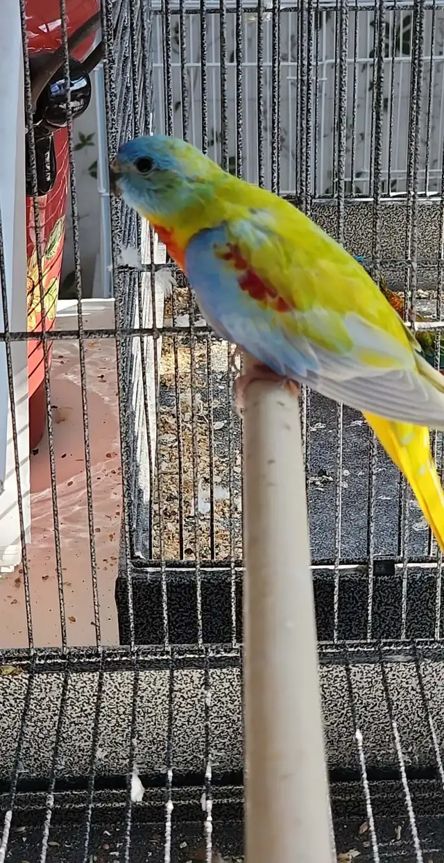 1 couple de perruches turquoisine et une femelle - Photo 2