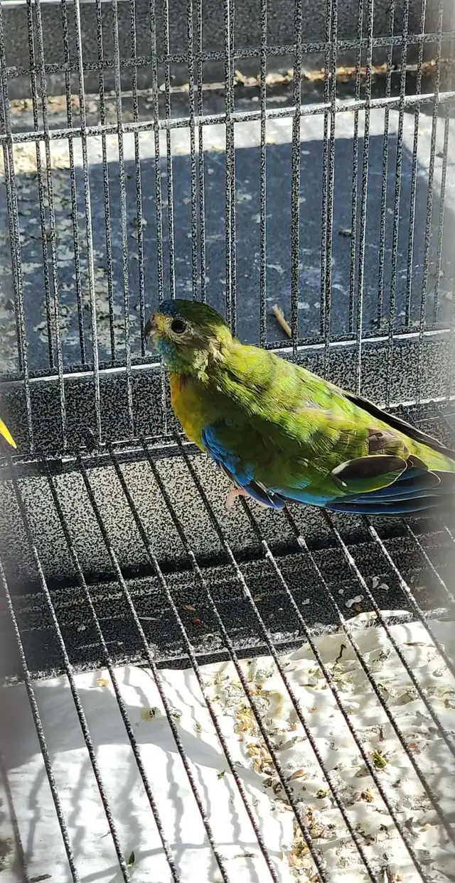 1 couple de perruches turquoisine et une femelle - Photo 3