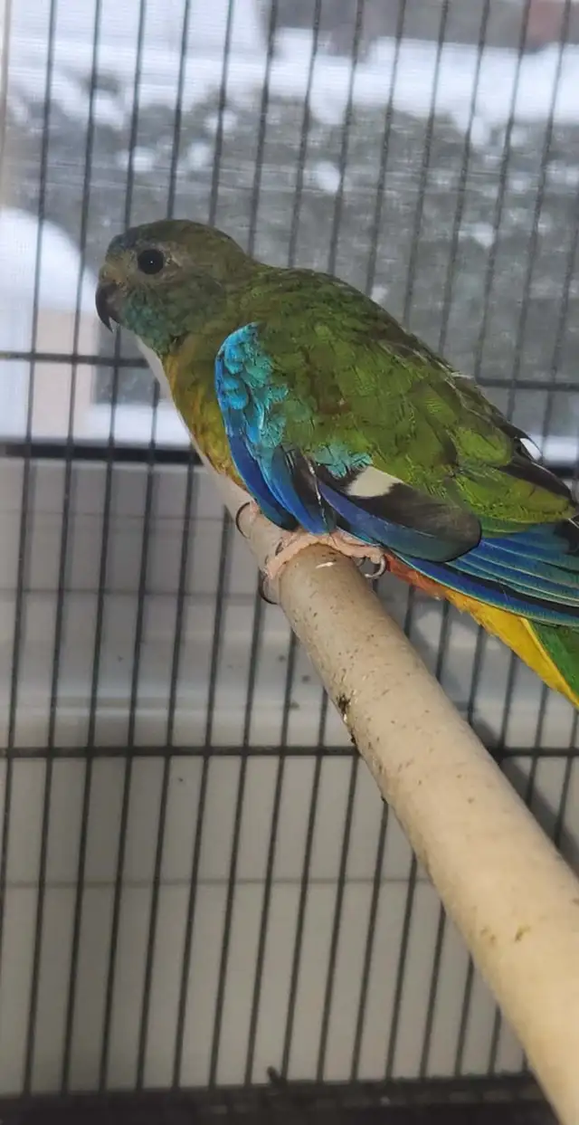 1 couple de perruches turquoisine et une femelle - Photo 4