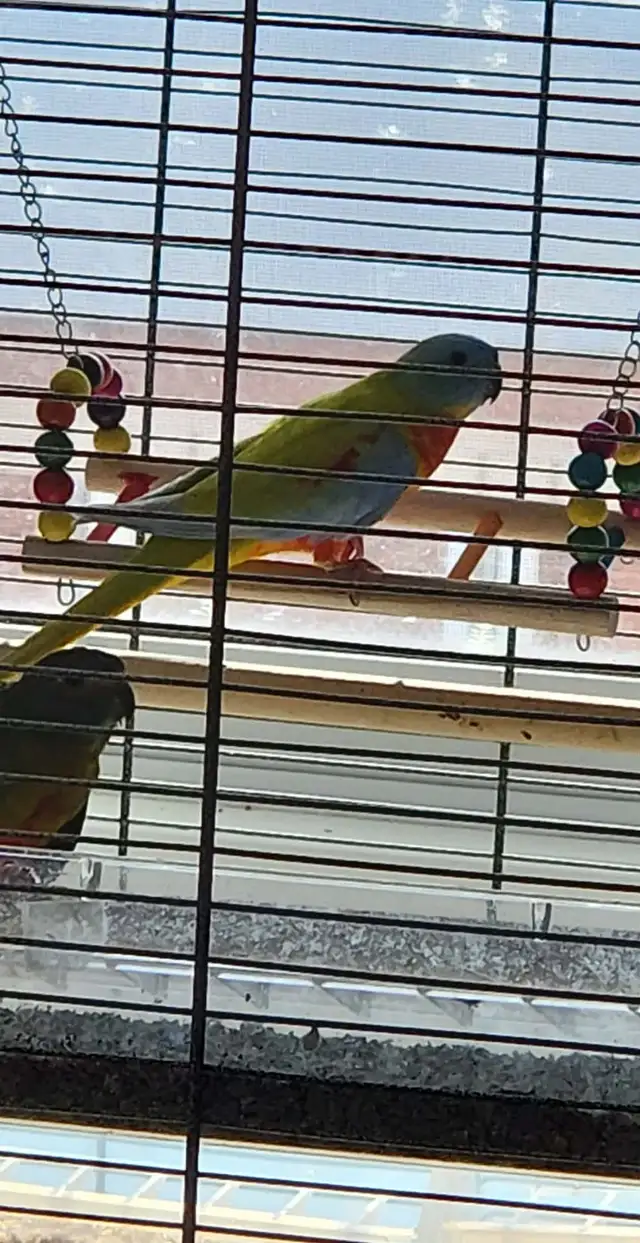 1 couple de perruches turquoisine et une femelle - Photo 5