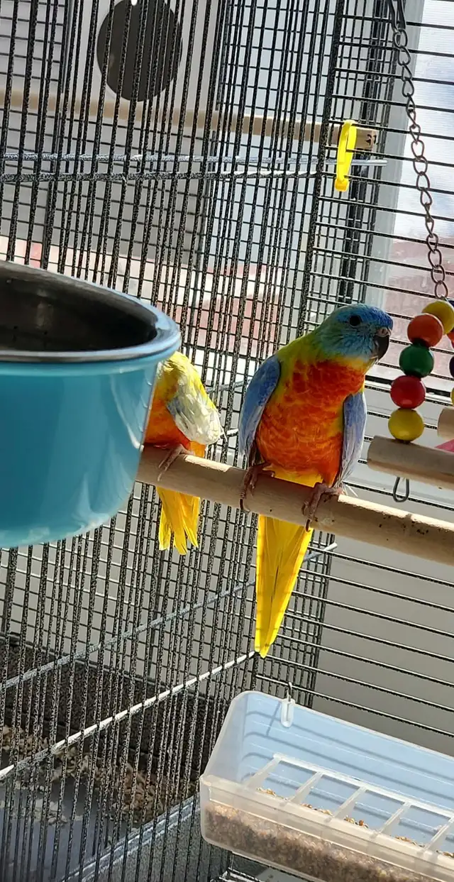 1 couple de perruches turquoisine et une femelle - Photo 7