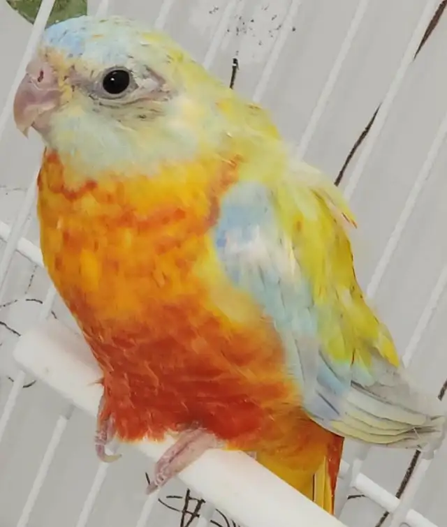 1 couple de perruches turquoisine et une femelle - Photo 10