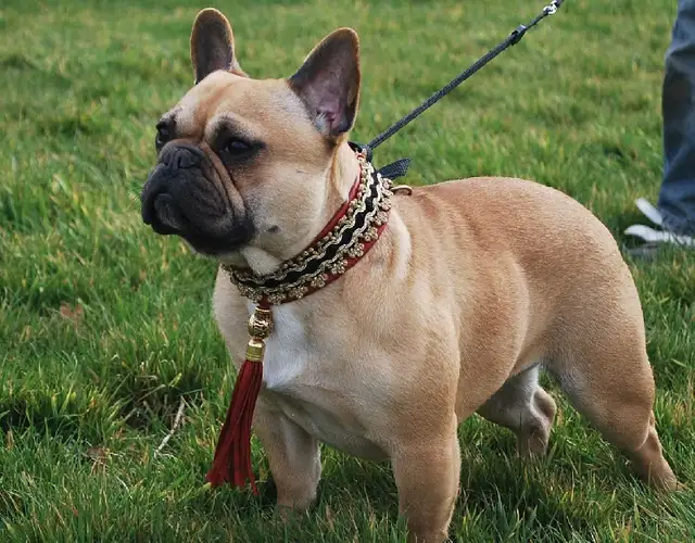 Pension 5 ETOILES pour chiens en milieu familial - Laval(^.^) - Photo 3