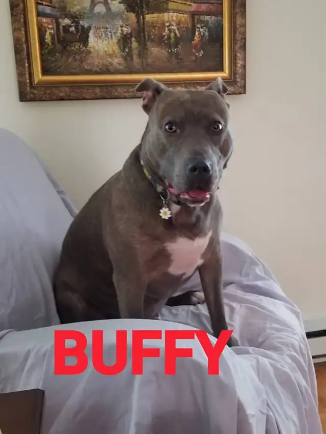 Pension 5 ETOILES pour chiens en milieu familial - Laval(^.^) - Photo 4