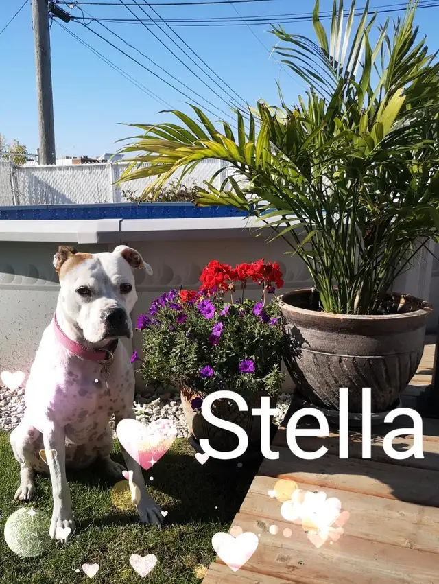 Pension 5 ETOILES pour chiens en milieu familial - Laval(^.^) - Photo 9