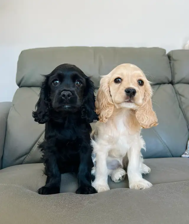 cocker spaniel puppies / chiots cocker épagneuls
