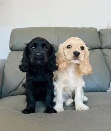 cocker spaniel puppies / chiots cocker épagneuls