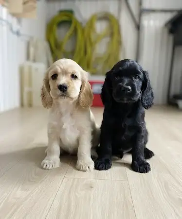 cocker spaniel puppies / chiots cocker épagneuls - Photo 2