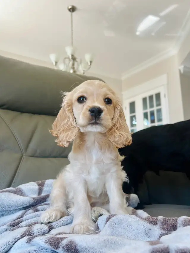 cocker spaniel puppies / chiots cocker épagneuls - Photo 3