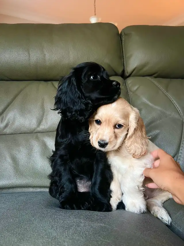 cocker spaniel puppies / chiots cocker épagneuls - Photo 4