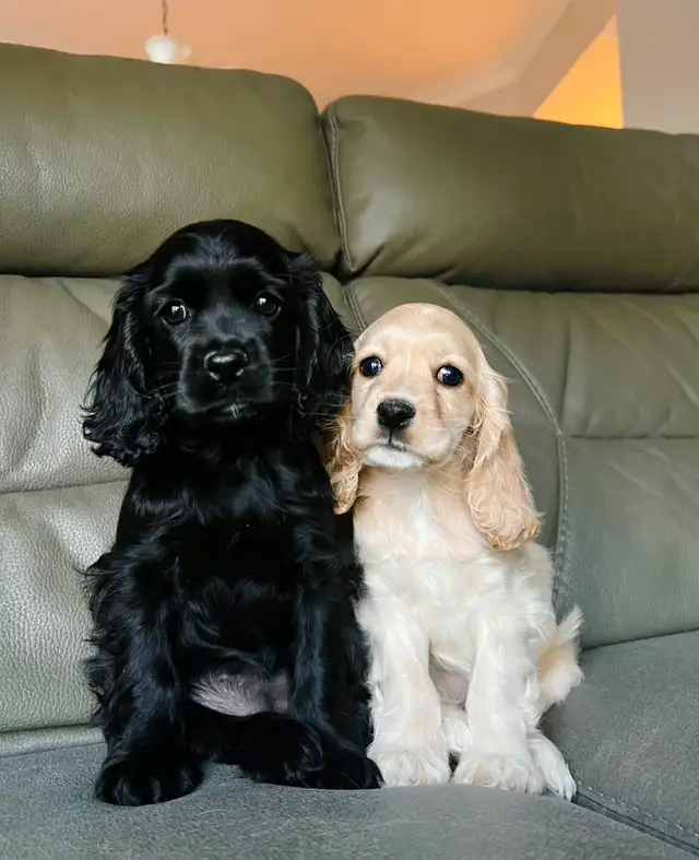 cocker spaniel puppies / chiots cocker épagneuls - Photo 5