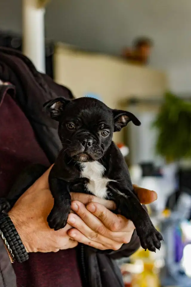 puppy's for sale - Photo 2