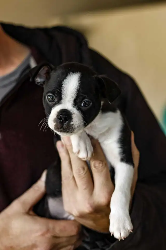 puppy's for sale - Photo 3