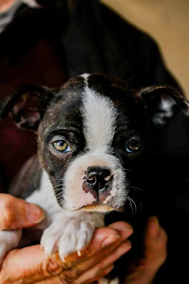 puppy's for sale - Photo 4