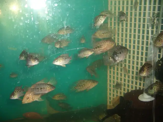 FOR SALE KAMFA FLOWER HORN $5 EACH ( TAKE ALL 50 FISH $175 )