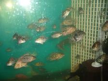 FOR SALE KAMFA FLOWER HORN $5 EACH ( TAKE ALL 50 FISH $175 )