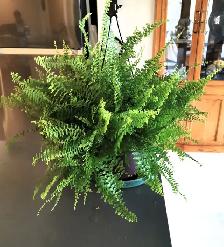 Pteris Fern - Photo 4