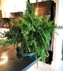 Pteris Fern - Photo 5