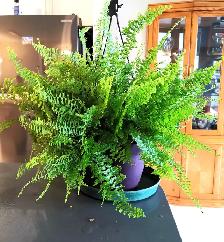 Pteris Fern - Photo 6