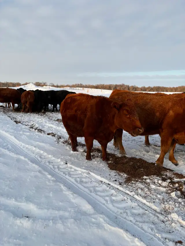 Cows for sale - Photo 2