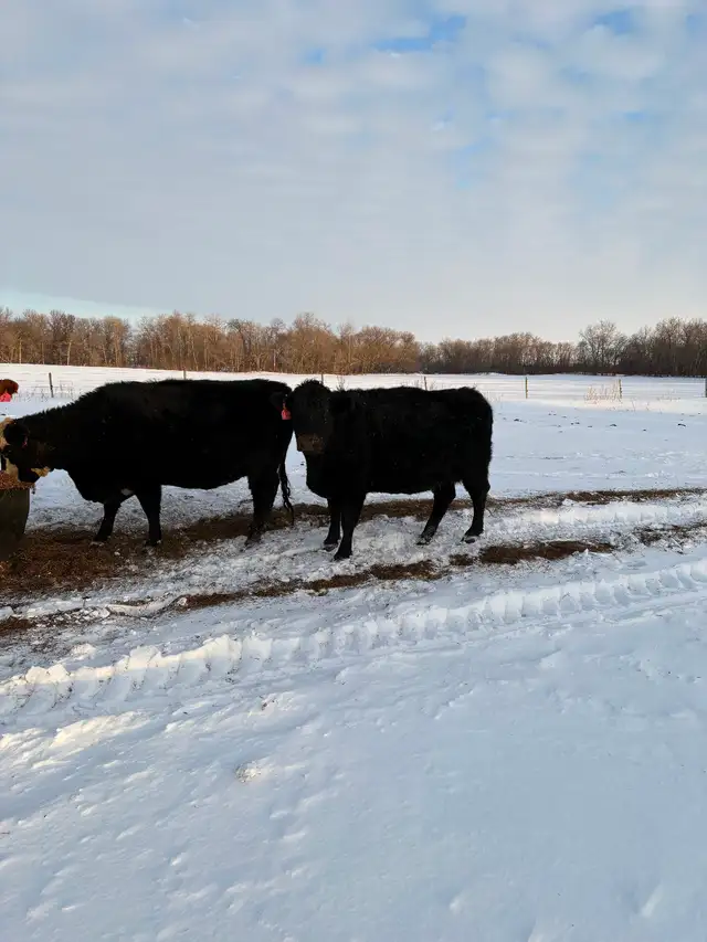 Cows for sale - Photo 3