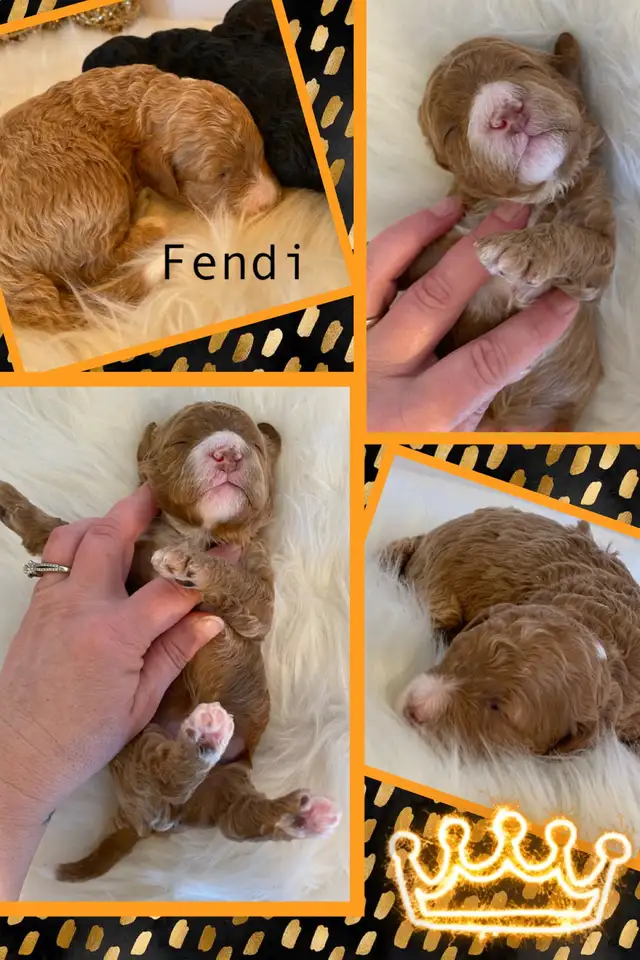 F1b Cockapoo Puppies